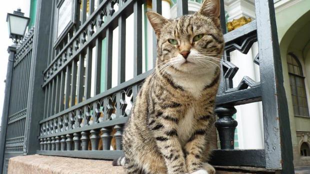 La bacteria transmitida por el arañazo de un gato provocó síntomas neuropsiquiátricos en un adolescente