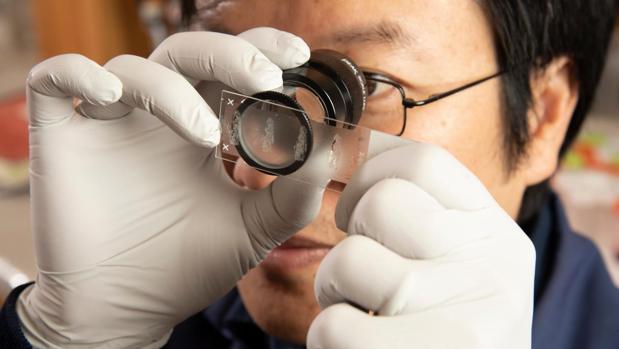 Yu-Ru "Vernon" Shih, científico investigador de la Universidad de Duke, analiza de cerca la integridad del tejido de las secciones vertebrales de un ratón con osteoporosis que se ha tratado con un receptor celular