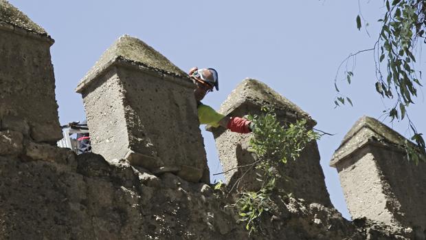 Nuevo desprendimiento de un árbol caído sobre la Muralla de la Macarena