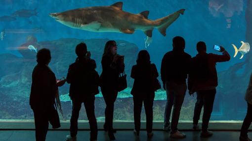 Visitantes en el acuario sevillano