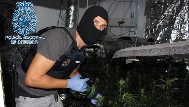 Un agente de la Policía Nacional junto a la plantacón de una de las viviendas localizadas