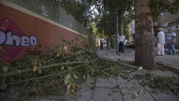 Una rama caída en el barrio de Las Golondrinas, en la Macarena
