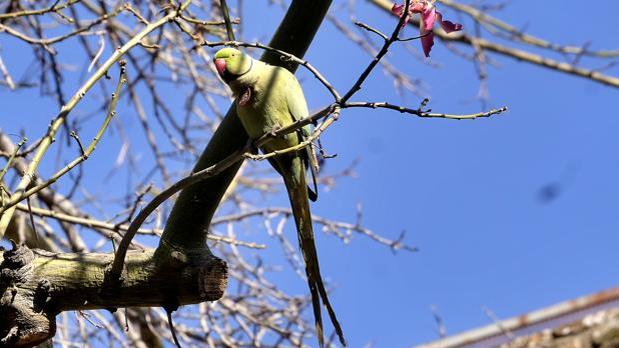 Una cotorra, una de las especies exóticas invasoras en la ciudad