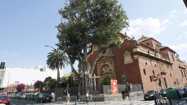 El ficus de San Jacinto es «un peligro público»