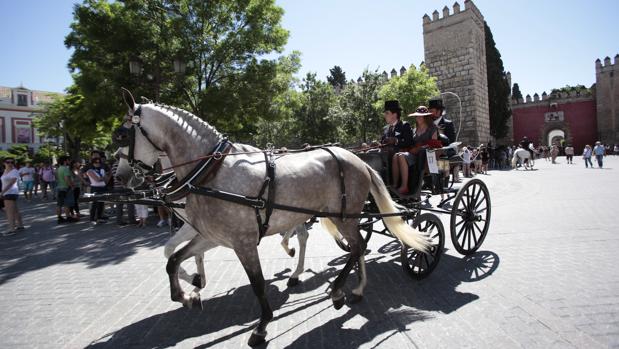 Un coche de caballos en el Centro de la ciudad