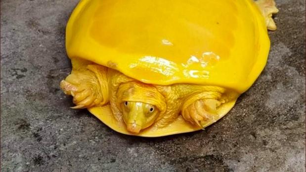 Imatge de la tortuga groga rescatada en un llac a L'Índia