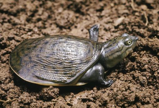 Exemplar habitual de tortuga de closca indi