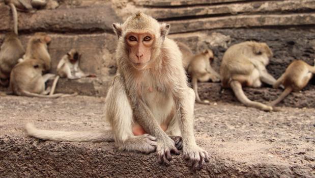 Un macaco observa junto a uno de los muros del templo Prang Sam Yot en Lopburi